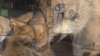 A foreign netizen found a poisoned coyote on a farm and kindly rescued it, only to unexpectedly reap
