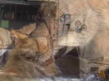 Cư dân mạng nước ngoài phát hiện một con chó sói đồng cỏ bị ngộ độc tại trang trại và tận tình cứu g