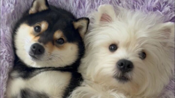 Spa untuk Dua Anjing Kembali Lagi!