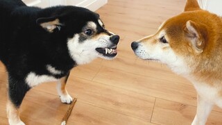 [Animals][Remix]Cute and confusing behaviors of Shiba Inu