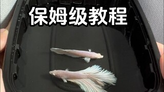 Betta fish pairing, breeding, hatching, and nanny-level tutorial