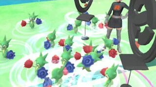 Searching a weather boosted high cp shiny Roselia in low pokestop areas.