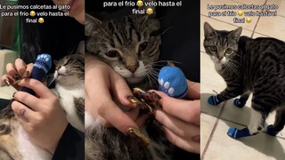 Cat: It’s you who put socks on me, and it’s you who makes me laugh to death.