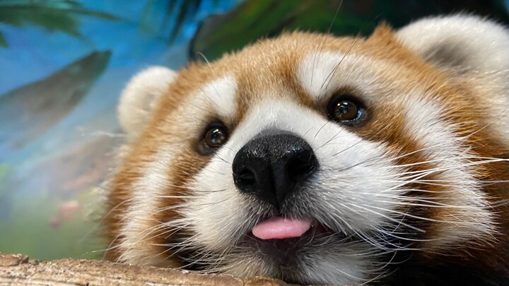 【Gấu trúc đỏ】Hôm nay cùng mọi người ngắm đôi tai mềm mại, đàn hồi của gấu trúc đỏ nào! Còn cả cậu bé