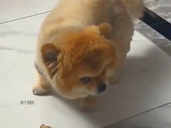 หน้าตางุ้งงิ้งของเหล่าสัตว์ตอนถูกจับได้คาหนังคาเขากัน!