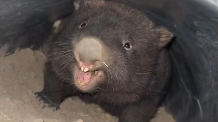 So this is what a wombat sounds like!