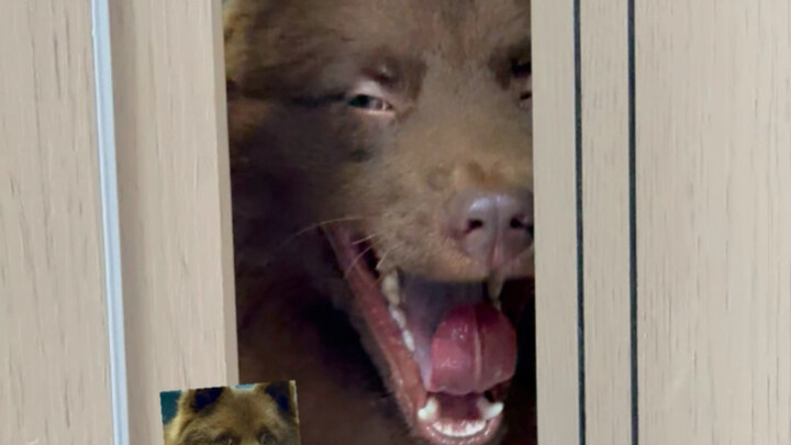 أنتم بتهزّروا، أنا فعلاً ربيت واحدة هكذا...