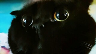 沐浴更衣！穿神装！岁岁越来越帅气了！