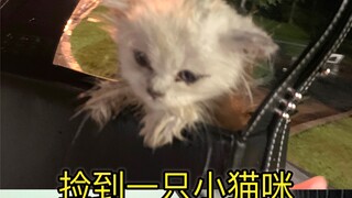 You can even come across stunning cats on the road! I never imagined I'd meet a little kitty who wen