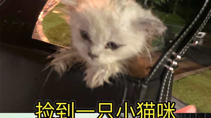 ระหว่างทางยังสามารถเจอแมวสุดน่ารักได้! ไม่เคยคิดเลยว่าฉันจะได้พบกับลูกแมวตัวน้อยที่จากตอนแรกเปียกฝนจ