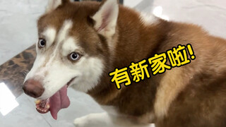 带着狗子们搬新家，可把二哈开心坏了！