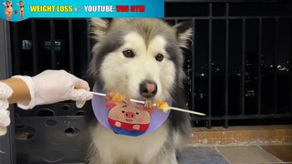 Ăn siêng nướng cùng anh bạn thân Alaska ngày cuối tuần.