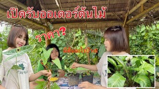 เปิดรับออเดอร์ต้นไม้แล้วจ้า มีต้นอะไรบ้างราคาเท่าไหร่ชมในคลิปได้เลย ของมีจำนวนจำกัดนะคะ!!