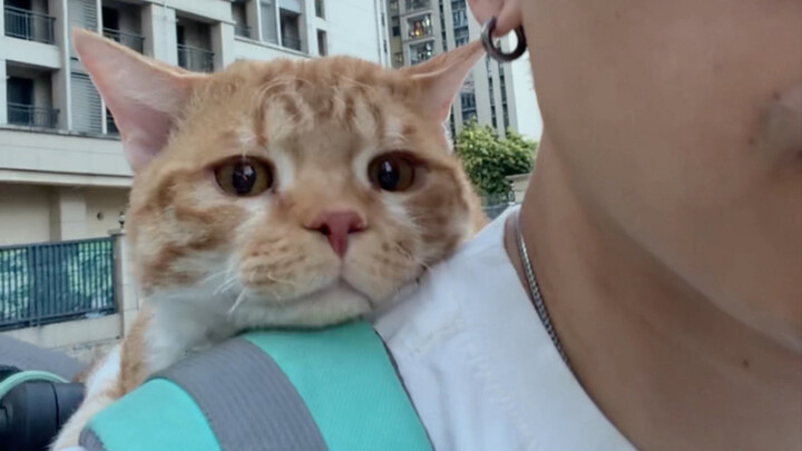 หนึ่งวันของน้องแมวขี้เซาออกไปเที่ยว