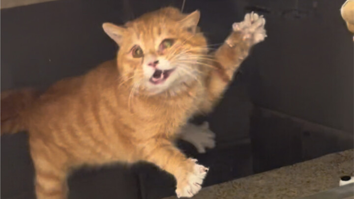 通风井里的大胖橘，脸大脖子粗