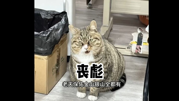 นี่คือพลังต่อสู้ของแมวลายจิ้งจอกเหรอ?