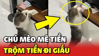 Chú mèo ĐAM MÊ TIỀN và thích TRỘM TIỀN chủ đi giấu 😂 | Yêu Lu