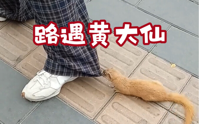 I captured on the road a yellow dog biting a young lady's pants, refusing to let her go.