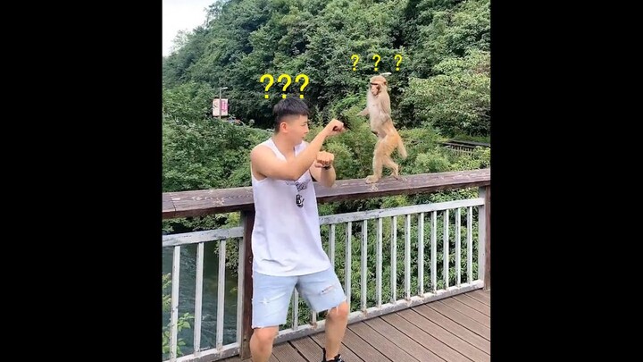 【Sappy Corner Bug】Monkey: What are you doing??? When it starts shaking, even the monkey can’t help b