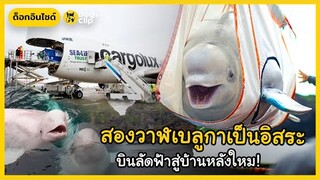 สองวาฬเบลูกาเป็นอิสระจากสวนสัตว์ ก่อนบินลัดฟ้าสู่บ้านหลังใหม่ในธรรชาติ!  | Dog's Clip