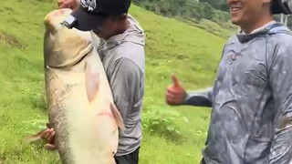 一镜到底，人下水爆竿，长江巨型大头鱼上岸