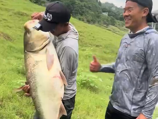 一镜到底，人下水爆竿，长江巨型大头鱼上岸