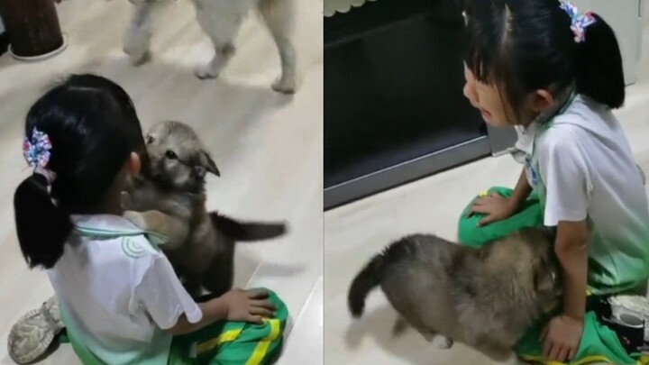 10 ekor anak anjing terjual 9 ekor, gadis kecil tak kuasa menahan tangis hingga histeris, sementara 
