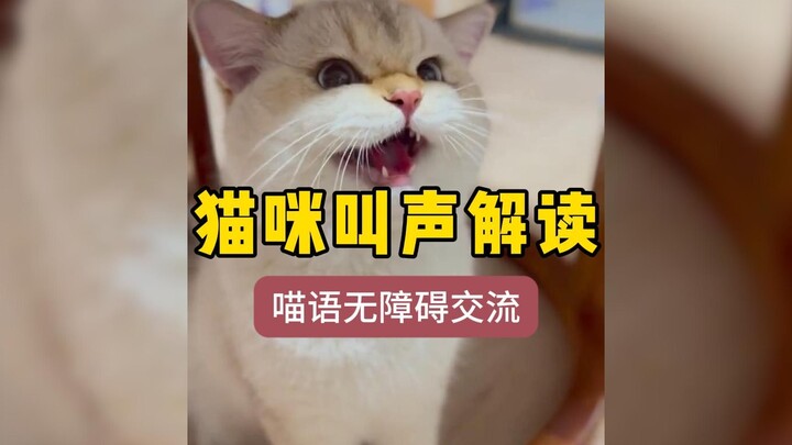 1 phút giúp bạn hiểu ý nghĩa của 10 kiểu kêu thường gặp ở mèo