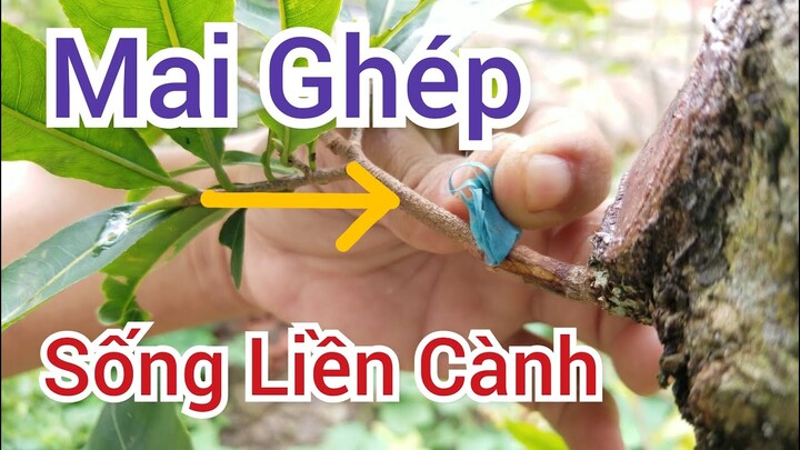 Ghép Mai liền cành mai phát triển mạnh