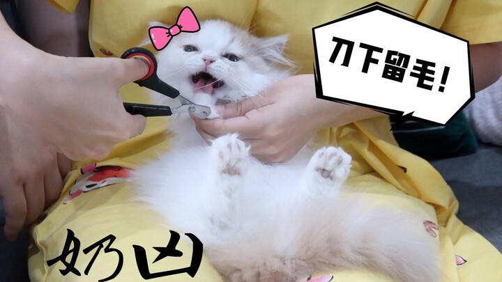ของแจกพิเศษสำหรับแฟนตัวยง! ลูกแมวตัวน้อยขาสั้นขี้เล่นสุดน่ารักเสียของโปรดไปแล้ว!