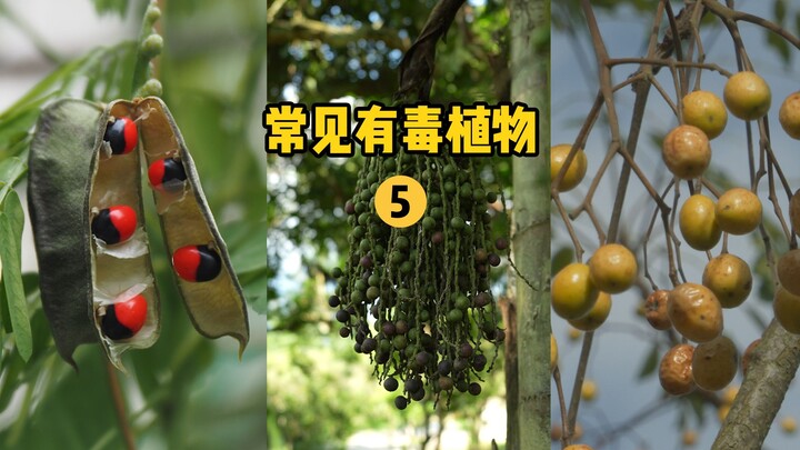 【水果猎人】鉴定身边常见的有毒植物5