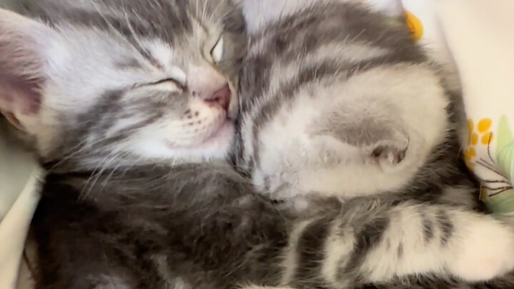 Even kittens love to cuddle—kittens too.
