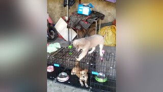 Tẩu thoát...Haha. yeucho yeuchomeo cún cúncon chó chómèo chócon chó_cưng chókhôn yeuchomeo cưng chócute pet dog dogsoftiktok doggo