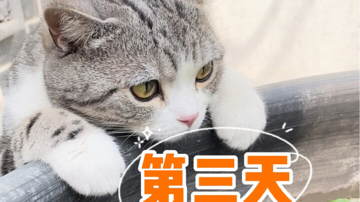 What Brother Gang made isn’t the most authentic chòu guìyú, but the flavor? Seriously, it’s legendar