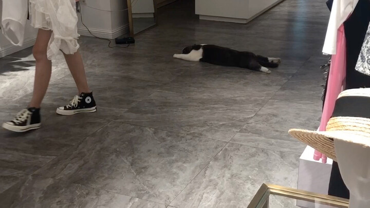 Kucing dengan gaya tidur paling keren di seluruh internet! Sudah tidur habis-habisan di seluruh mal!