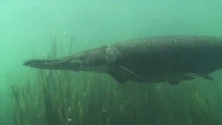 Alligator Gar- Houston's Best Kept Secret