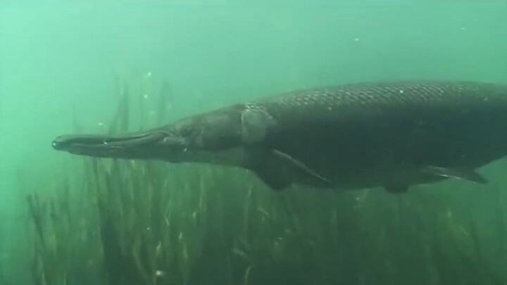 Alligator Gar- Houston's Best Kept Secret