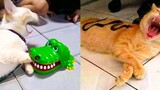 Cat Reaction to Toy - การรวบรวมปฏิกิริยาของเล่นแมวตลก