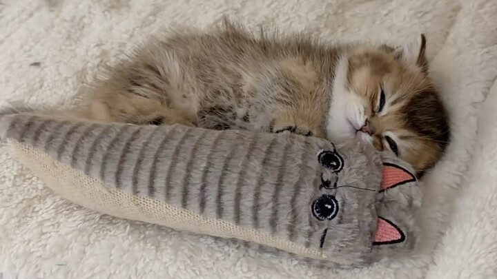 Kitten Baby and Its Favorite Little Toy