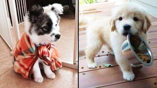Cutest Funniest Puppies - Baby Animals And Baby Dogs | Awesome Funny Pet Animals Videos Compilation
