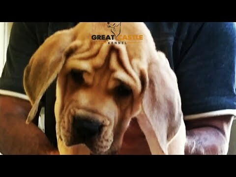 Great dane puppies are playing happily at golden valley kennel
