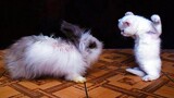 Funny Cat, Dog meet and playing with Rabbit 😸🐰🐶 cute animal videos