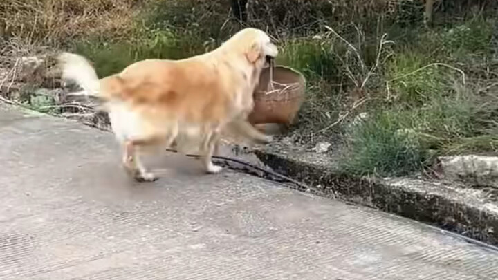 幸好毛毛不上网 不然得有多伤心