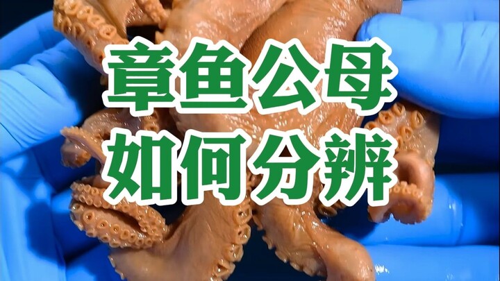 วิธีแยกเพศหมึกยักษ์ตัวผู้และตัวเมีย