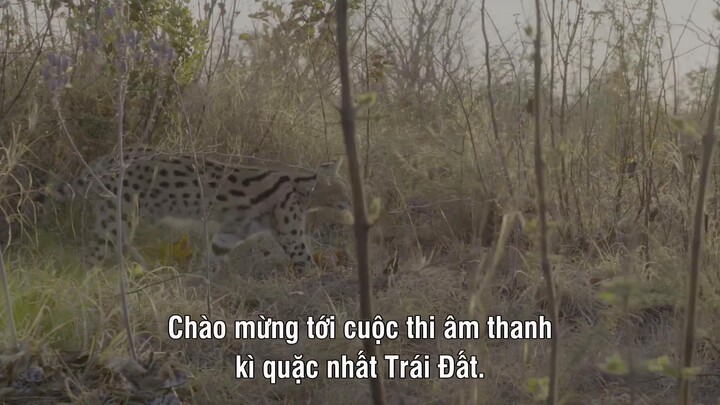 Âm Thanh Của Trái Đất - Earthsounds EP 05 [Sub Việt]