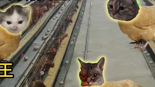 You don't lay eggs, but chickens do.