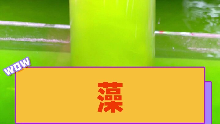 This might not be an algae strain, but I’m definitely a gullible fool.