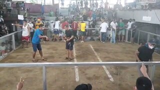 ang erpat kong kilalang kilala sa sabungan 📌carlo yamson pandemic era