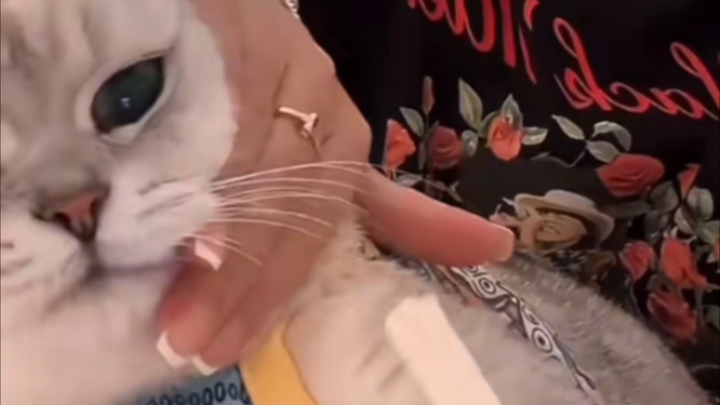 Qin Hailu Battles the Evil Silver Tabby