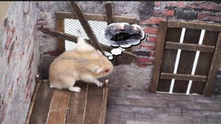 ภารกิจของหนูแฮมสเตอร์ EP 151 zombie